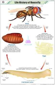 Housefly Growth Cycle Learning Chart